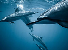 开云数字工具-Ale：我的让位造就了一位有天赋的年轻人，我想打但情况尴尬